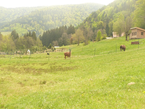 745002117_6.jpg