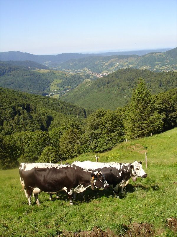 LE DRUMONT - TABLE D'ORIENTATION BUSSANG