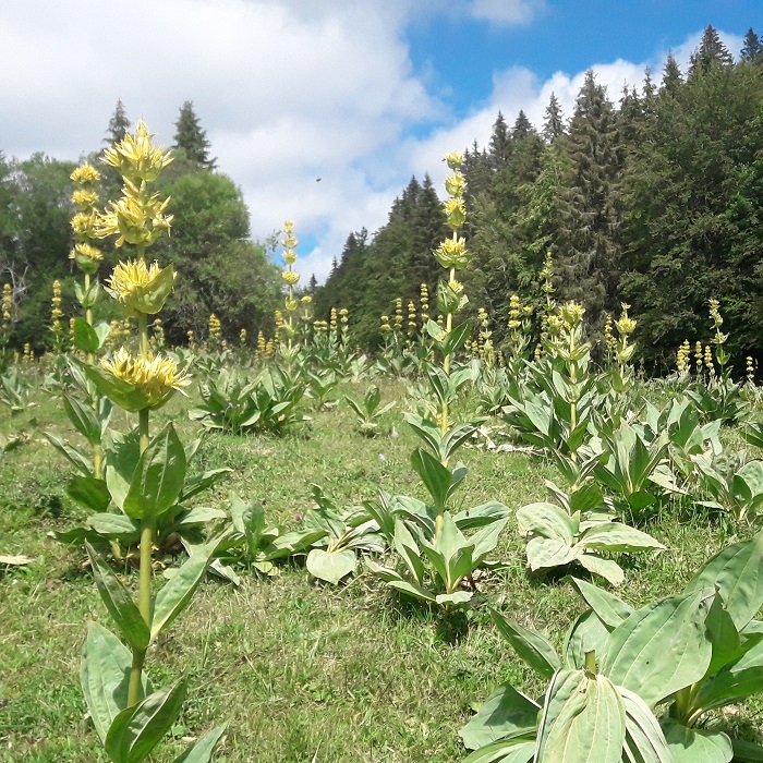 accompagnateur-montagne-randosudvosges6.jpg