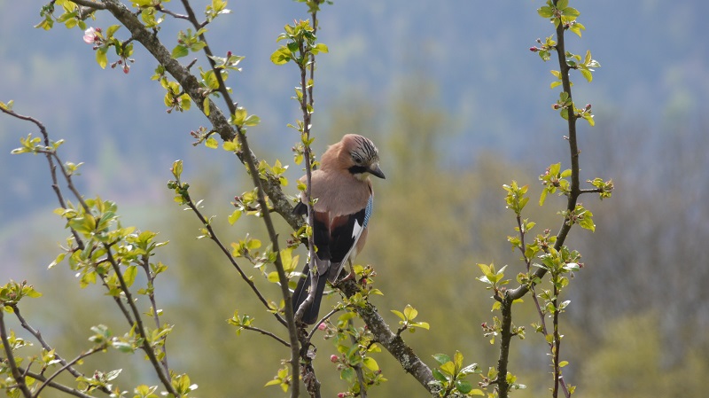 accompagnateur-montagne-randosudvosges7.jpg