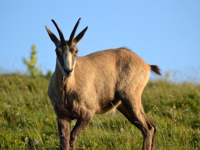 accompagnateur-en-montagne-gambaladons3.jpg