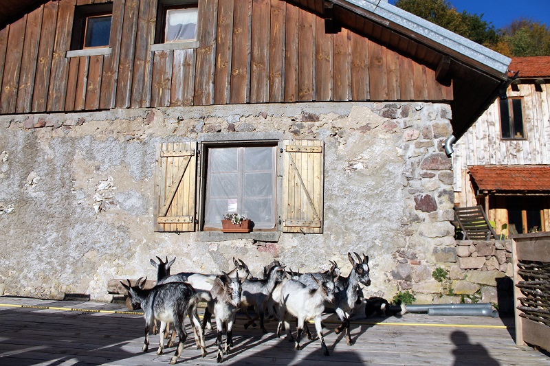 ferme-de-noiregoutte-fresse-sur-moselle-5.jpg