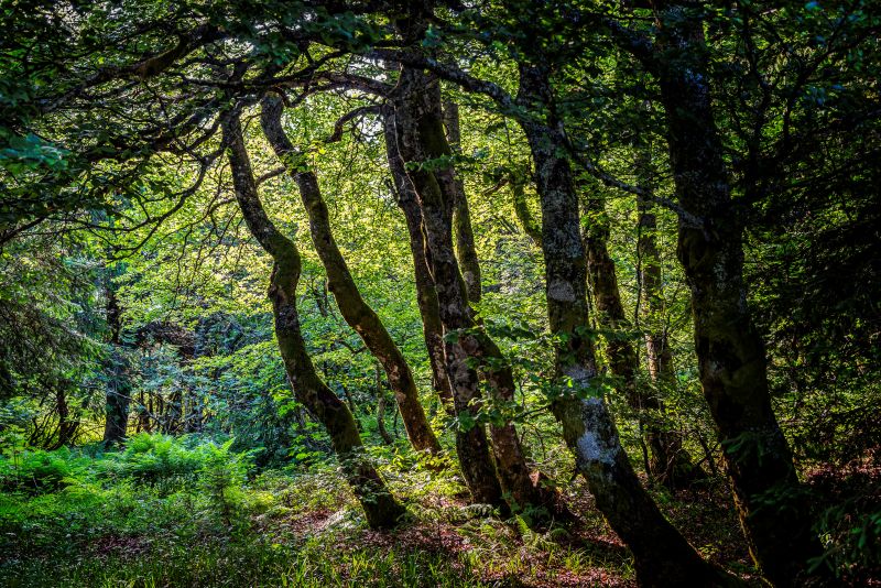 Les arbres de montagne XONRUPT LONGEMER