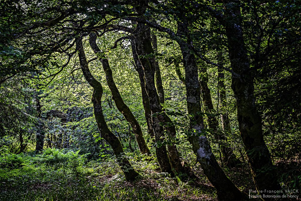 Du Jardin du Haut Chitelet à la Chaume Charlemagne XONRUPT LONGEMER