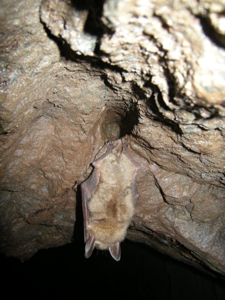 decouverte-chauve-souris2.jpg