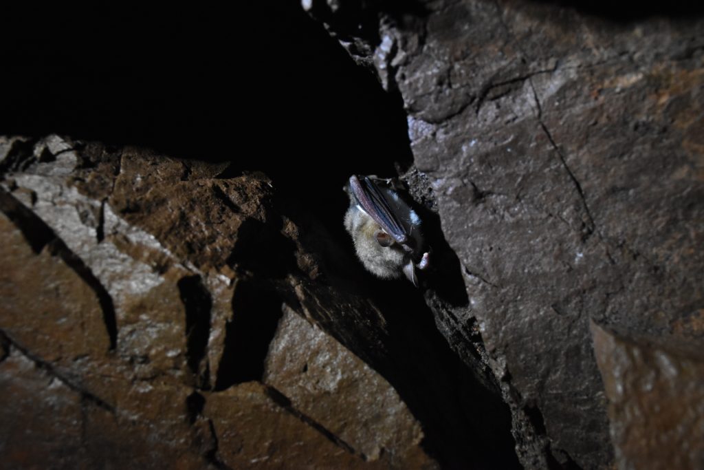 decouverte-chauve-souris3.jpg