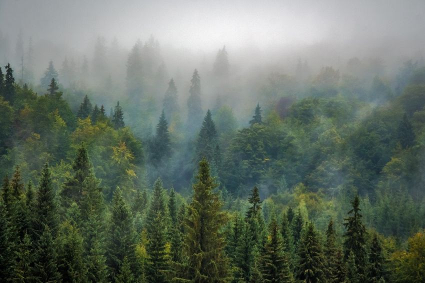 Nature et bien être BUSSANG