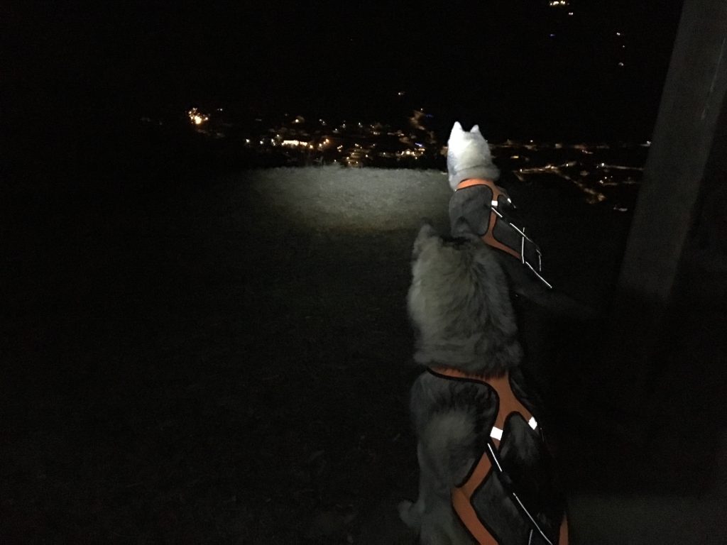 cani-rando-nocturne-Bussang3.jpeg