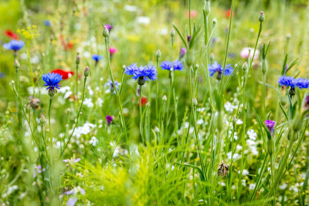 Wild flowers at the heyday, cornflowers, poppies and herbs in the background