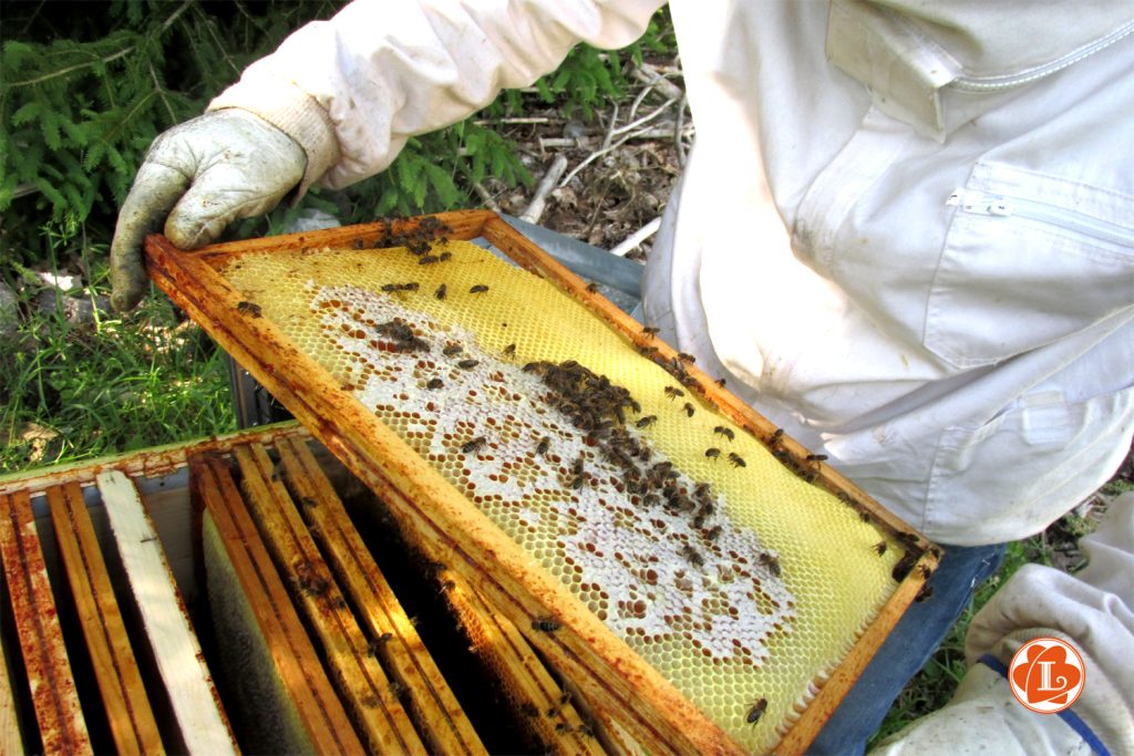 Rucher de Lilou BUSSANG
