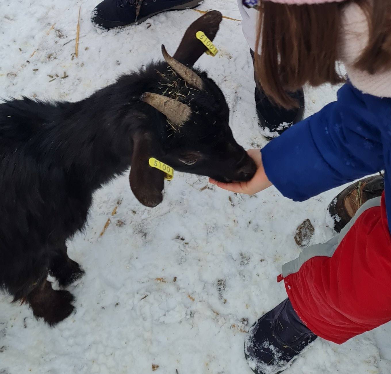 Visite guidée de la ferme VENTRON