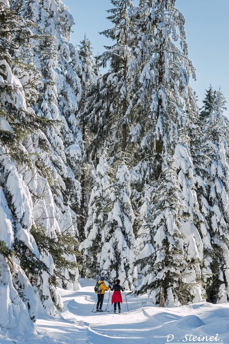 piste-ski-de-fond-initiation-2.jpg
