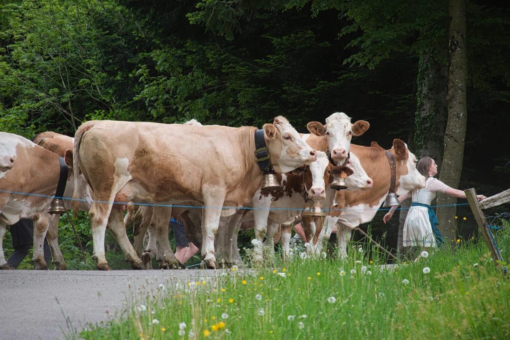 Transhumance FELLERING