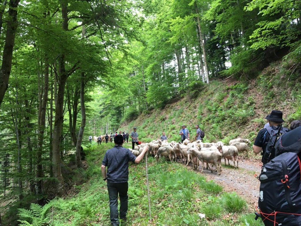 transhumance-fellering-drumont.jpg