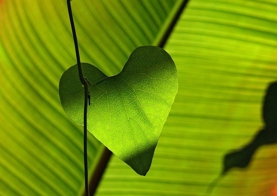 Fête de la nature RAMONCHAMP
