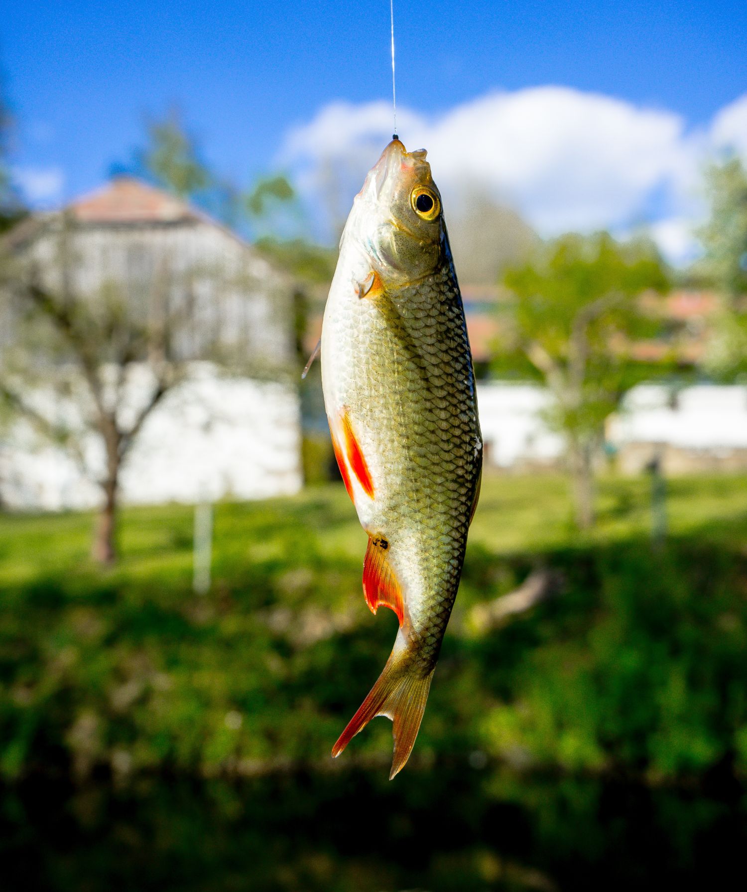 La journée de la pêche LE MENIL