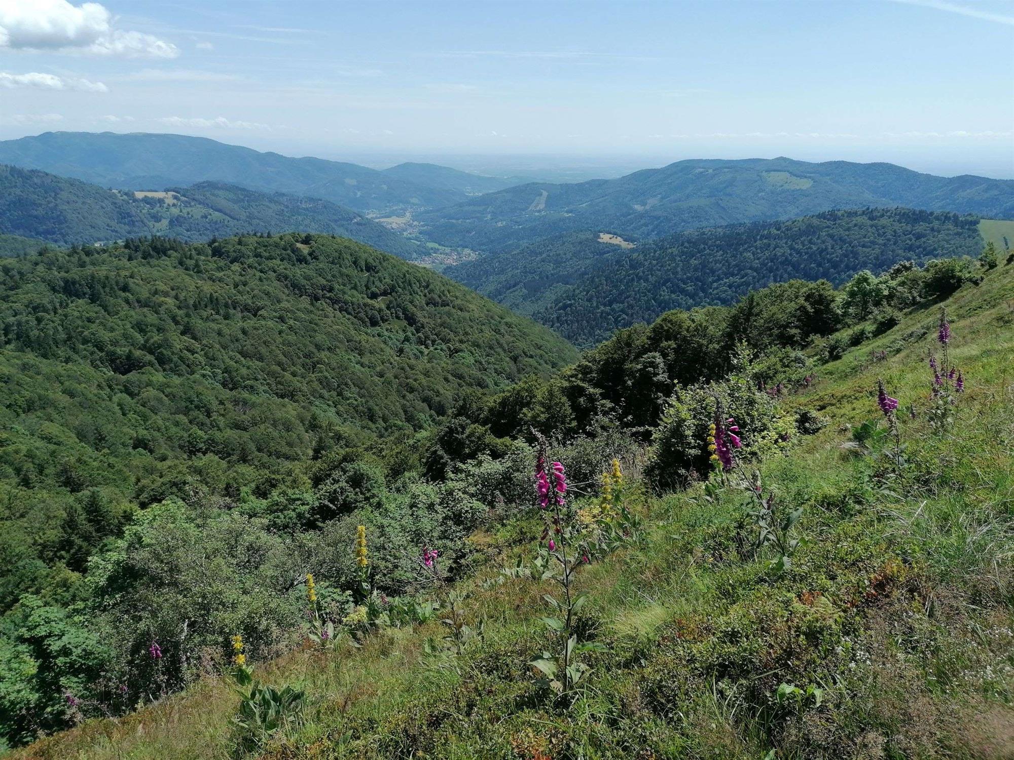 Histoire des paysages du Ballon d’Alsace SAINT MAURICE SUR MOSELLE