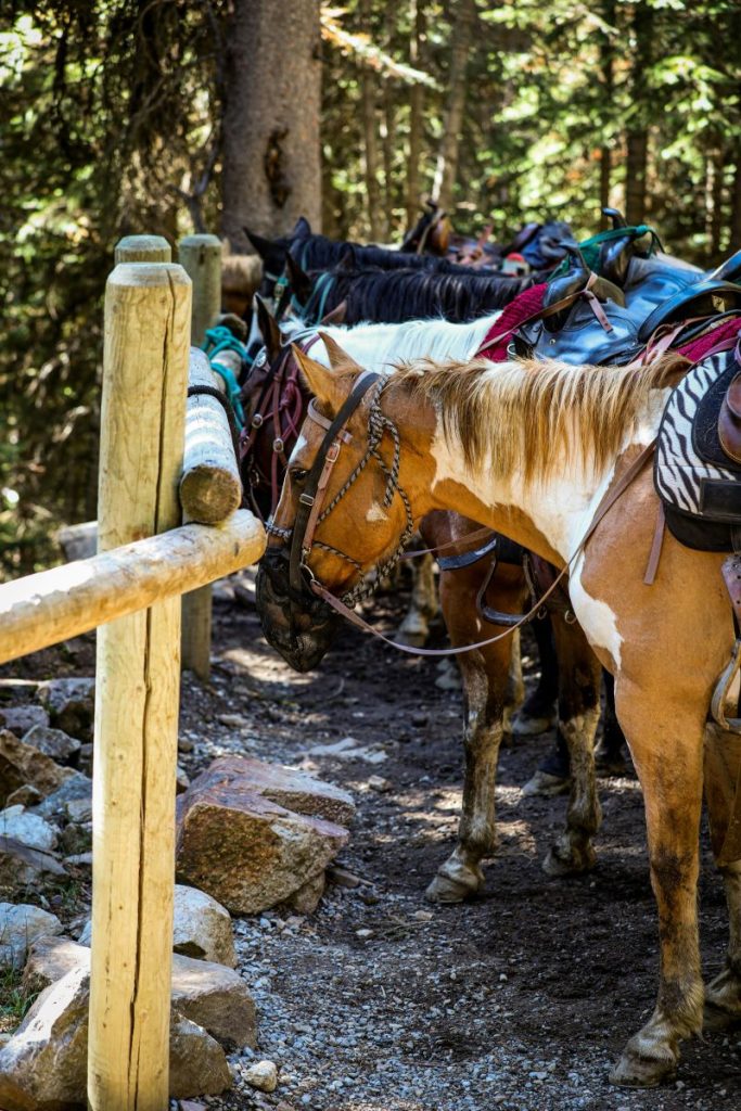Randonnée à cheval au lever du Soleil  BUSSANG