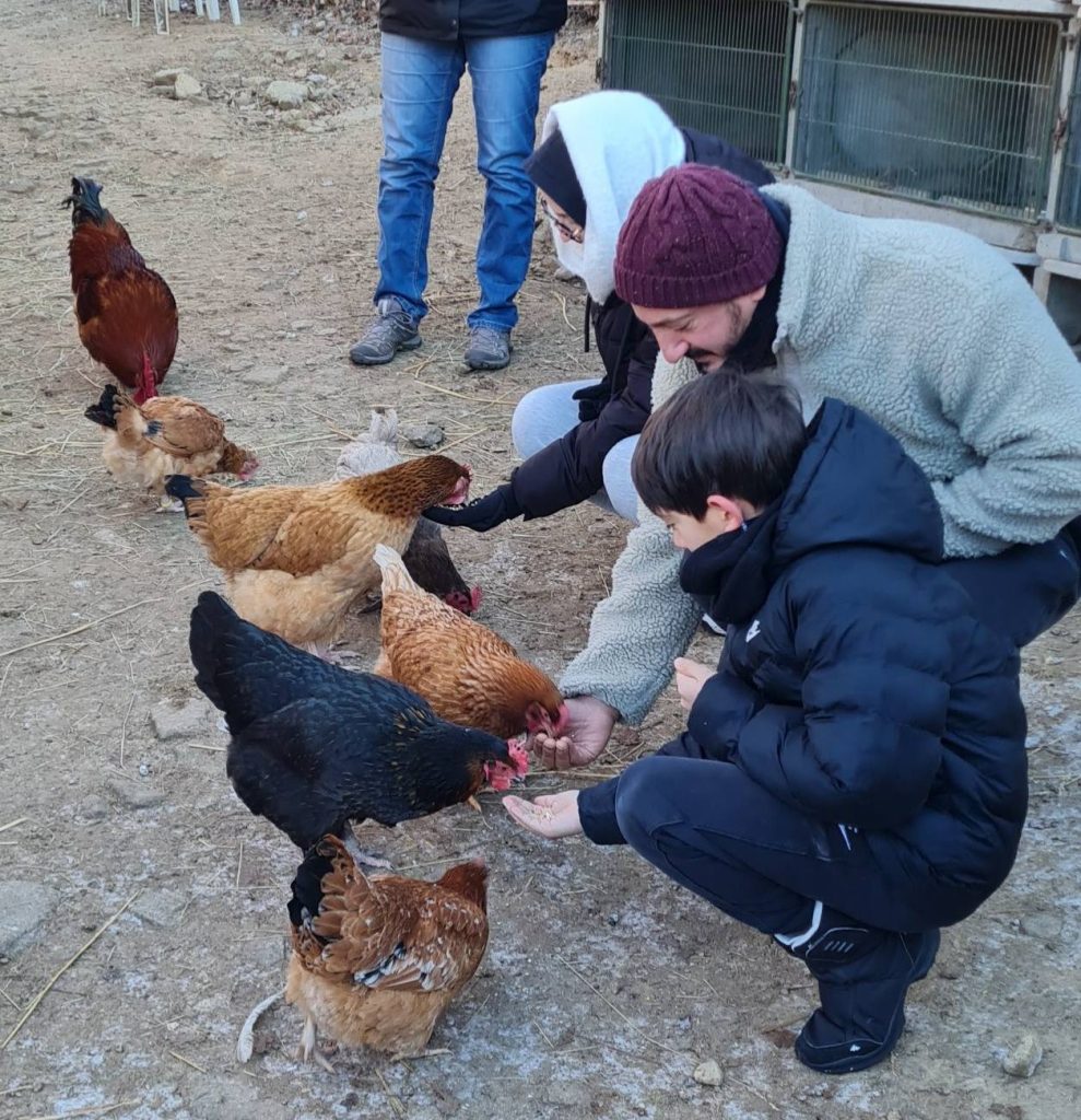 poule-lapin-ferme-ventron.jpg