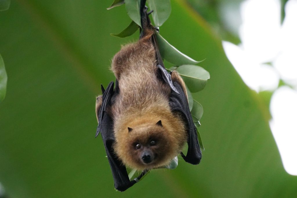 Nuit internationale de la chauve-souris LE THILLOT