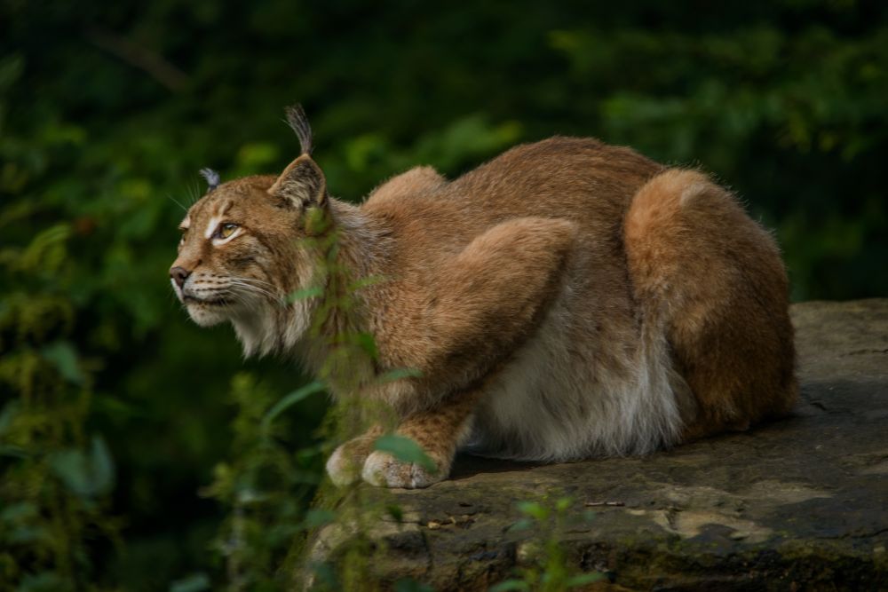 lynx-chateau-lambert.jpg