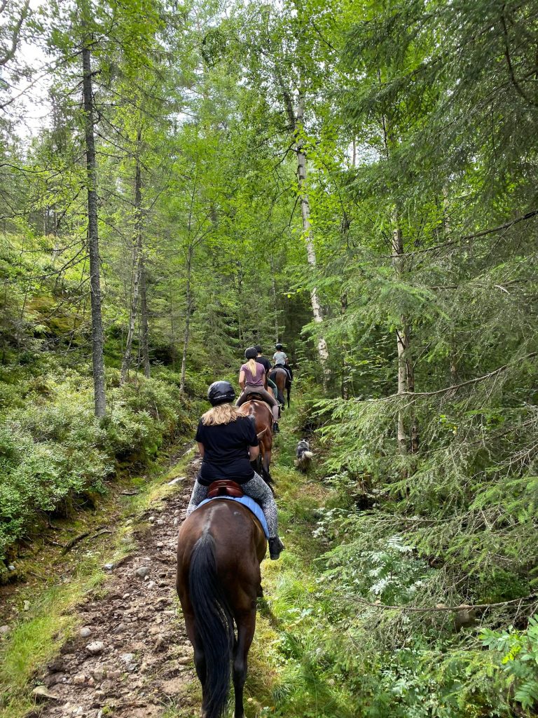 Randonnée à cheval | débutants BUSSANG