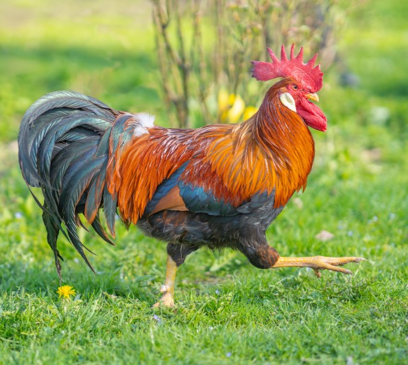 coq.jpg